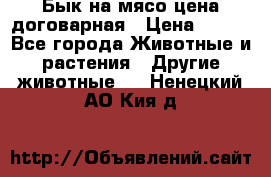 Бык на мясо цена договарная › Цена ­ 300 - Все города Животные и растения » Другие животные   . Ненецкий АО,Кия д.